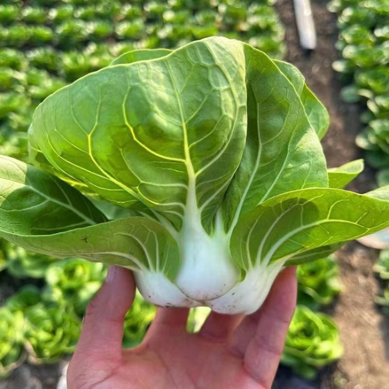 领跑二号小白菜种子不结球白菜种子白梗青菜春夏秋小颗型白菜