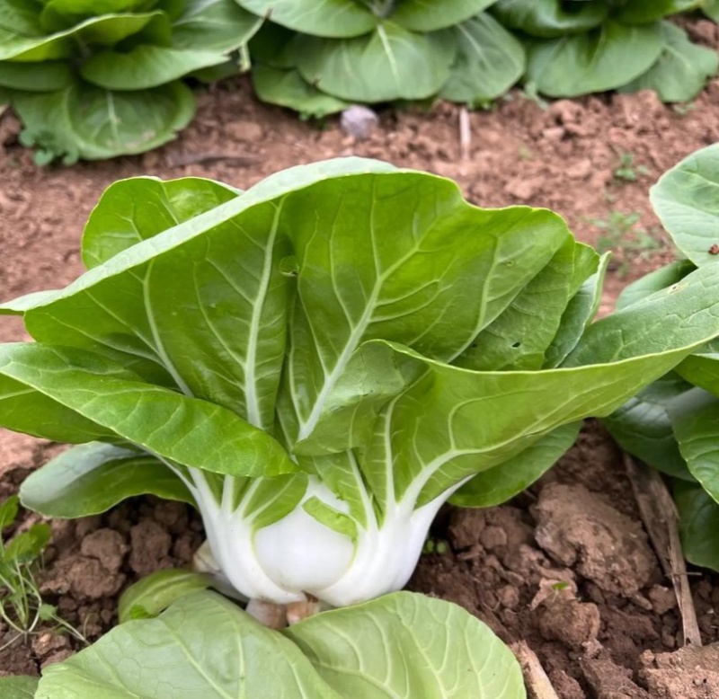 领跑二号小白菜种子不结球白菜种子白梗青菜春夏秋小颗型白菜