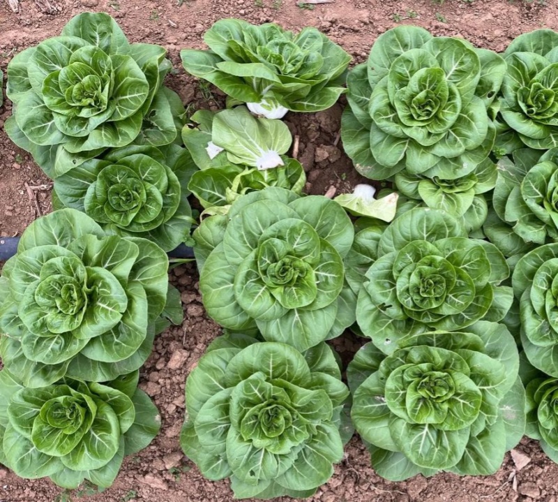 领跑二号小白菜种子不结球白菜种子白梗青菜春夏秋小颗型白菜