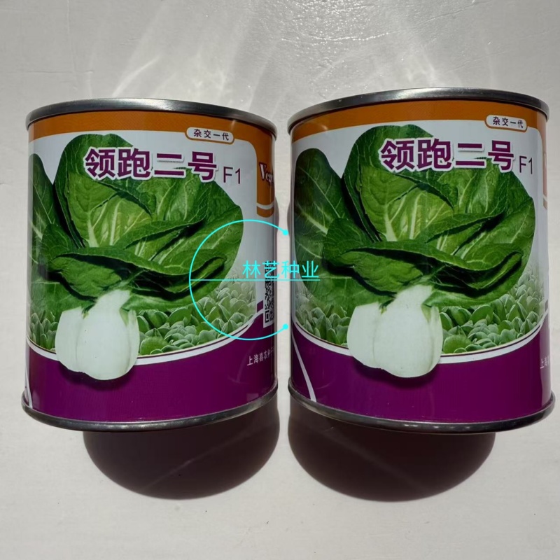 领跑二号小白菜种子不结球白菜种子白梗青菜春夏秋小颗型白菜