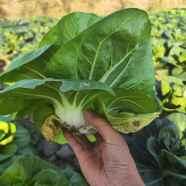 领跑新秀矮脚小白菜种子束腰大头耐热耐湿白梗小白菜种