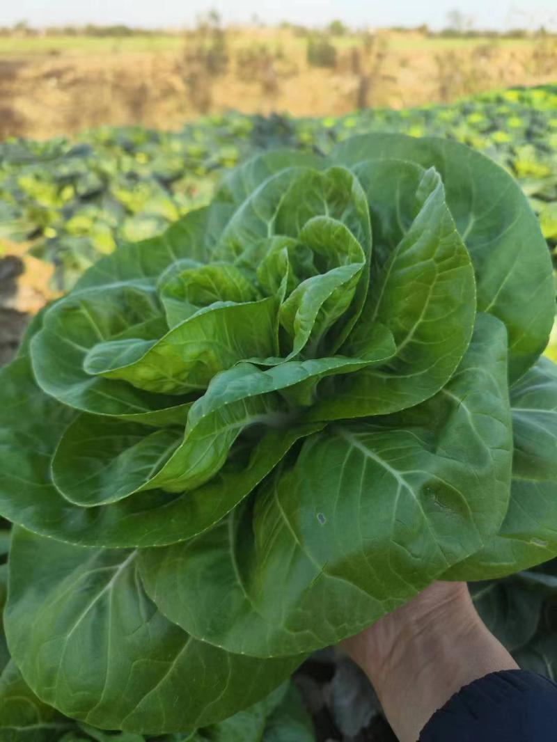 领跑新秀矮脚小白菜种子束腰大头耐热耐湿白梗小白菜种