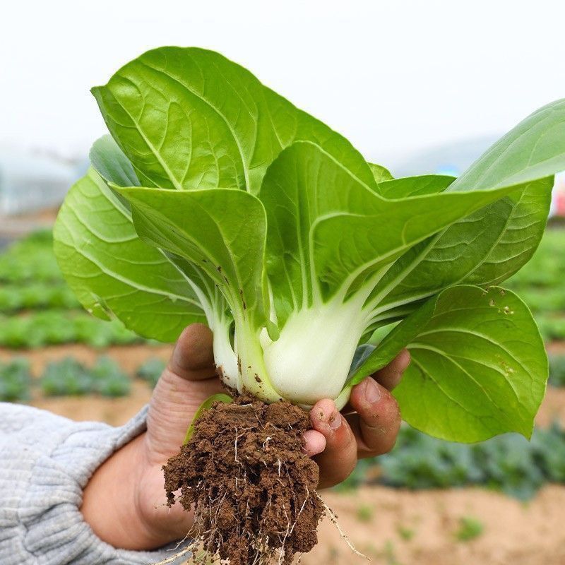领跑新秀矮脚小白菜种子束腰大头耐热耐湿白梗小白菜种