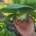 领跑新秀矮脚小白菜种子束腰大头耐热耐湿白梗小白菜种
