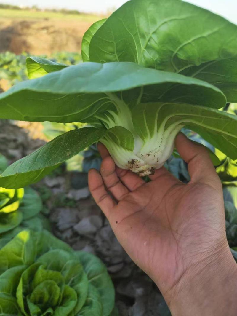 领跑新秀矮脚小白菜种子束腰大头耐热耐湿白梗小白菜种