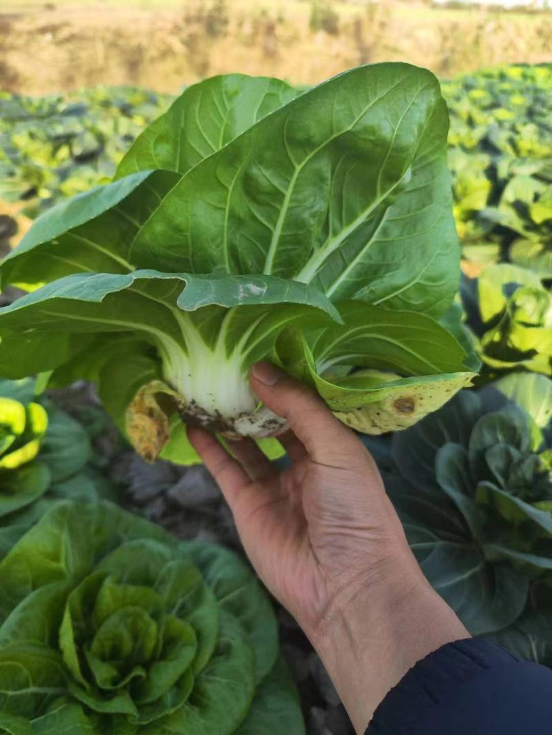 领跑新秀矮脚小白菜种子束腰大头耐热耐湿白梗小白菜种