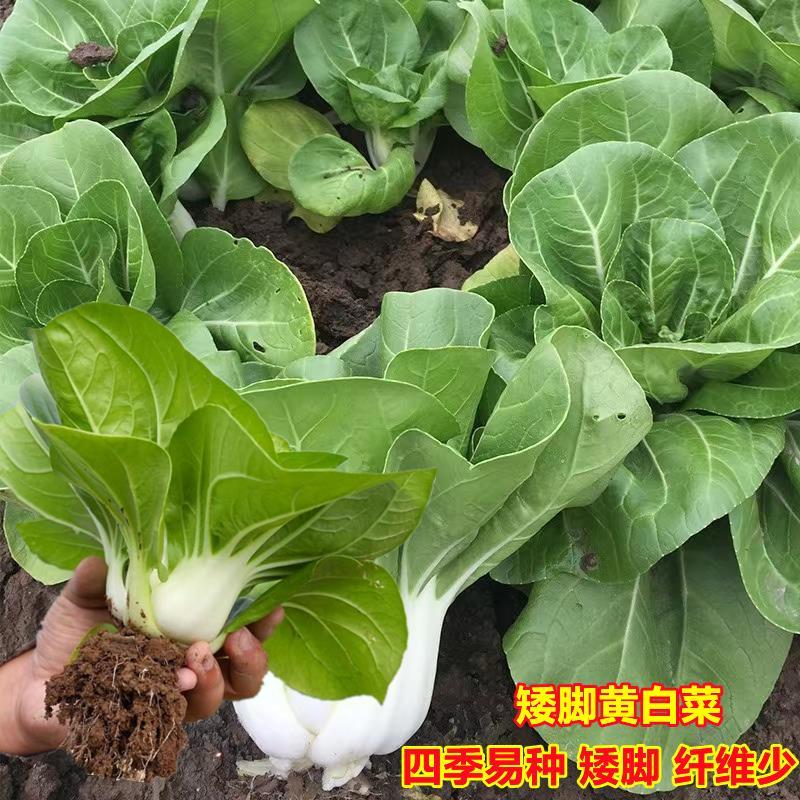 领跑新秀矮脚小白菜种子束腰大头耐热耐湿白梗小白菜种