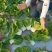 领跑新秀矮脚小白菜种子束腰大头耐热耐湿白梗小白菜种
