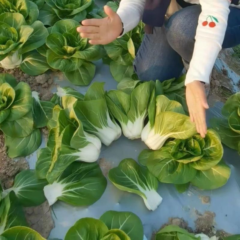 领跑新秀矮脚小白菜种子束腰大头耐热耐湿白梗小白菜种
