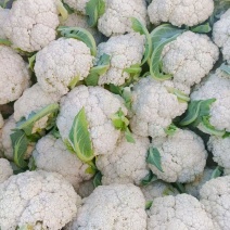 丰盈80有机花菜种子花球白大花粒均匀花菜种籽耐热耐寒