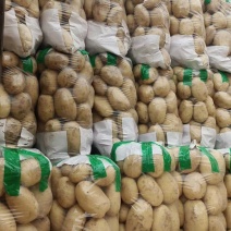 辽宁绥中万亩土豆大量上市，品种全，个头大皮毛亮欢迎选购！