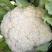 丰盈65花菜种子早熟杂交一代青梗松花菜种籽耐热耐湿