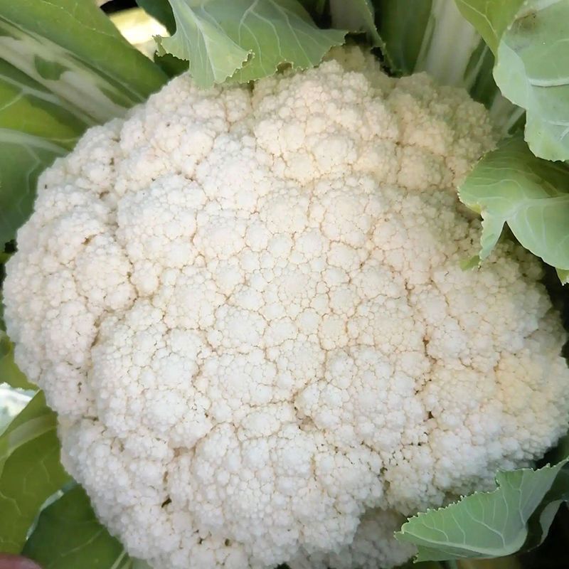 丰盈65花菜种子早熟杂交一代青梗松花菜种籽耐热耐湿