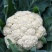 丰盈65花菜种子早熟杂交一代青梗松花菜种籽耐热耐湿
