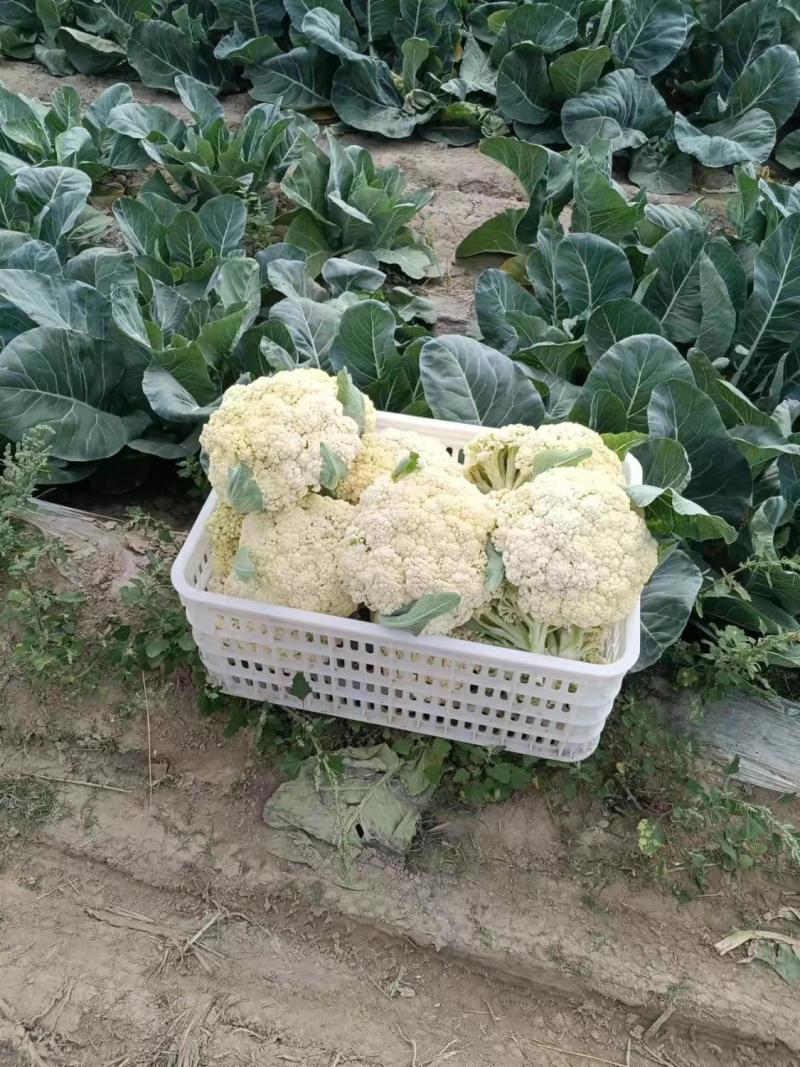 丰盈65花菜种子早熟杂交一代青梗松花菜种籽耐热耐湿