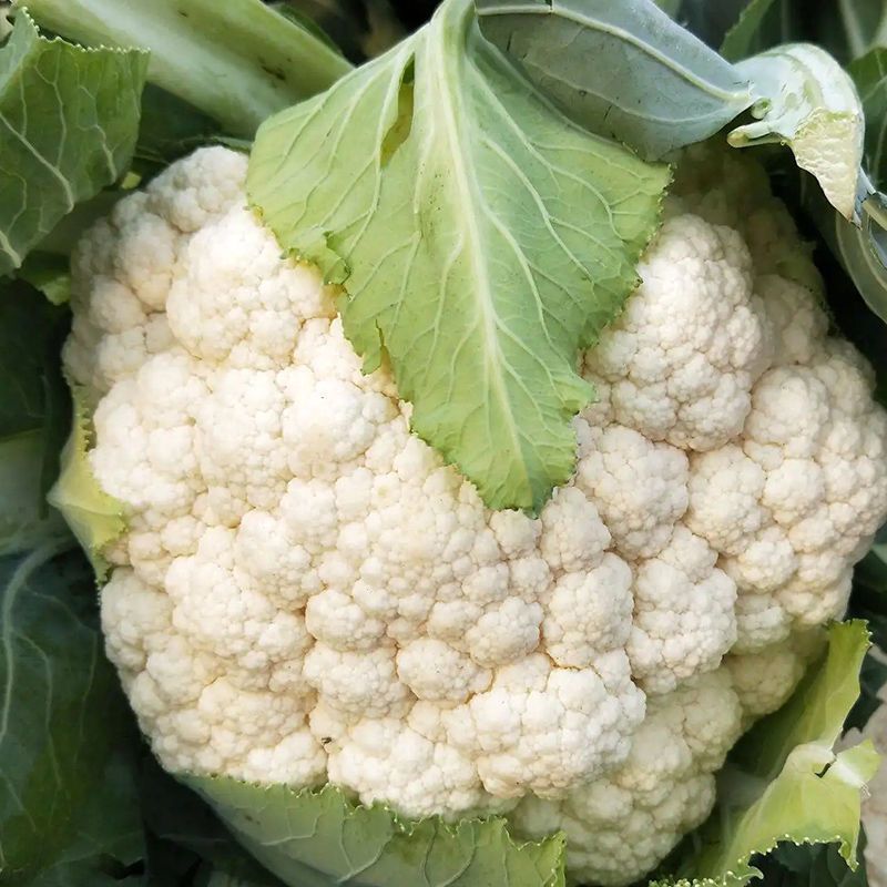 丰盈65花菜种子早熟杂交一代青梗松花菜种籽耐热耐湿