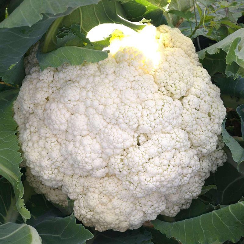 丰盈65花菜种子早熟杂交一代青梗松花菜种籽耐热耐湿