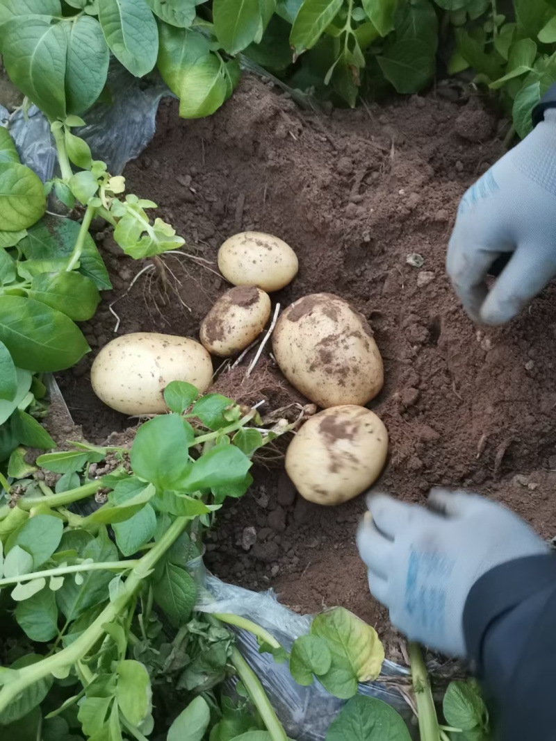 山东鲜土豆大量上市了，黄心荷兰十五土豆，v7土豆