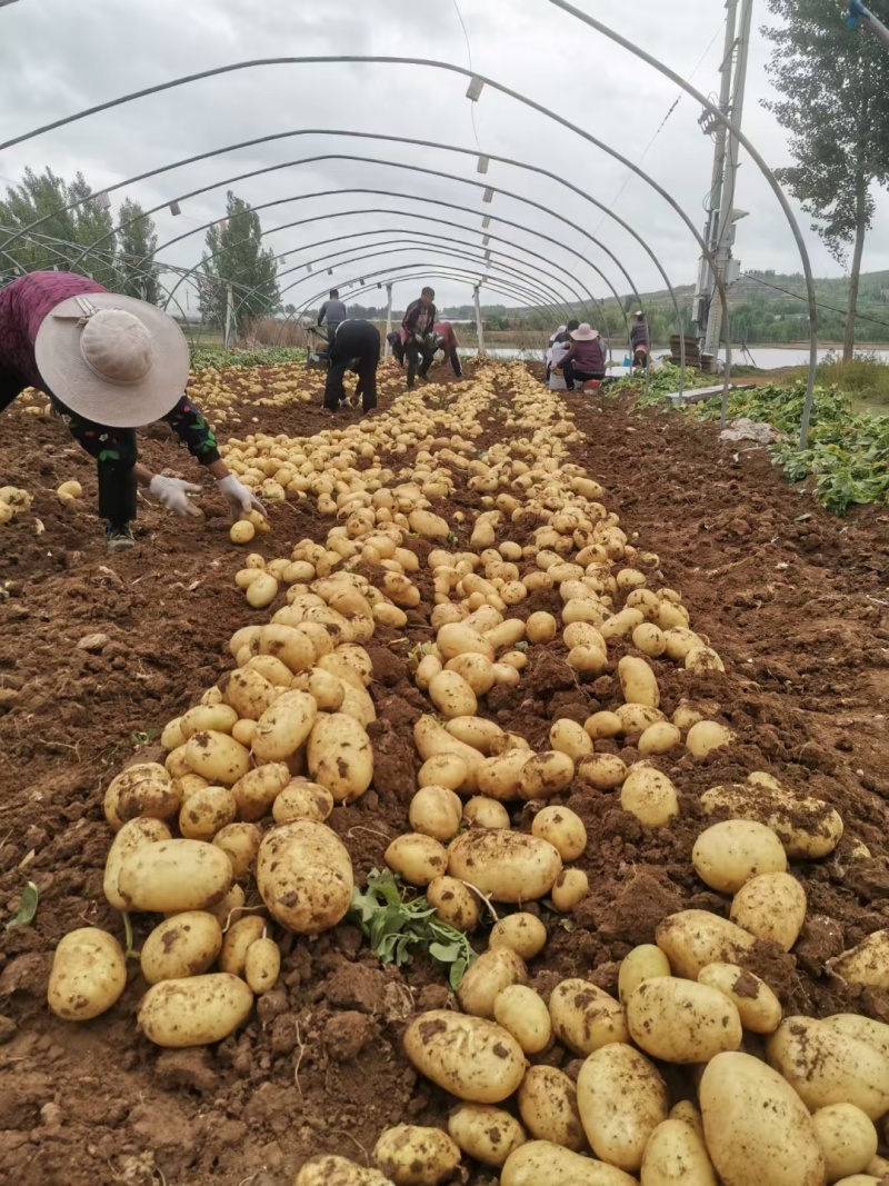 山东鲜土豆大量上市了，黄心荷兰十五土豆，v7土豆