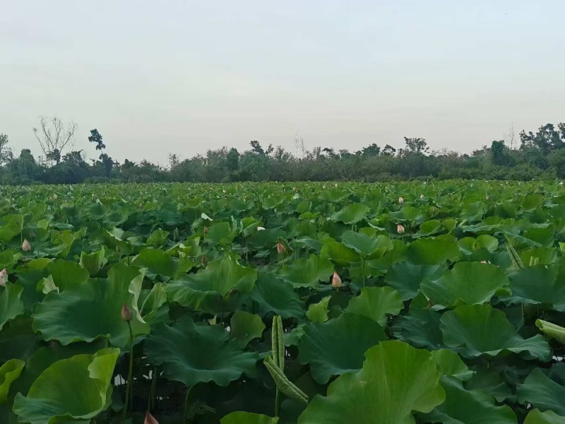 海南水果嫩莲蓬基地直供大量上市供货中，原产地供应全国各地