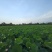 海南水果嫩莲蓬基地直供大量上市供货中，原产地供应全国各地