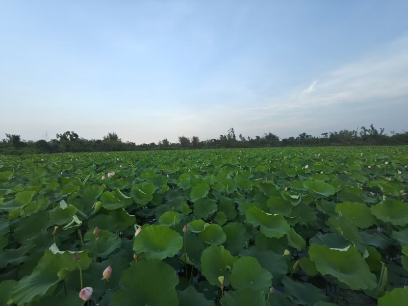 海南水果嫩莲蓬基地直供大量上市供货中，原产地供应全国各地
