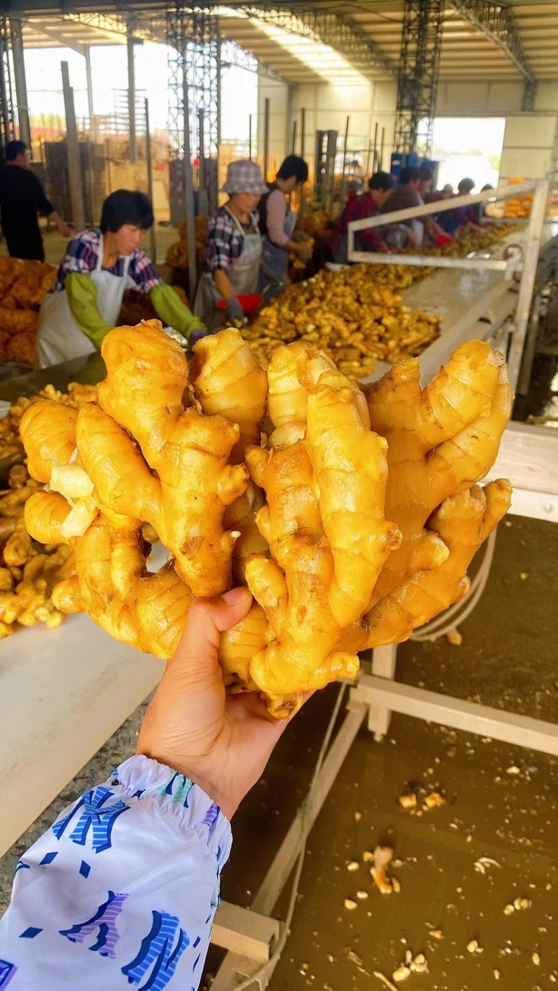 山东小黄姜大量有货，全国发货，水洗黄姜，泥姜，视频挑货