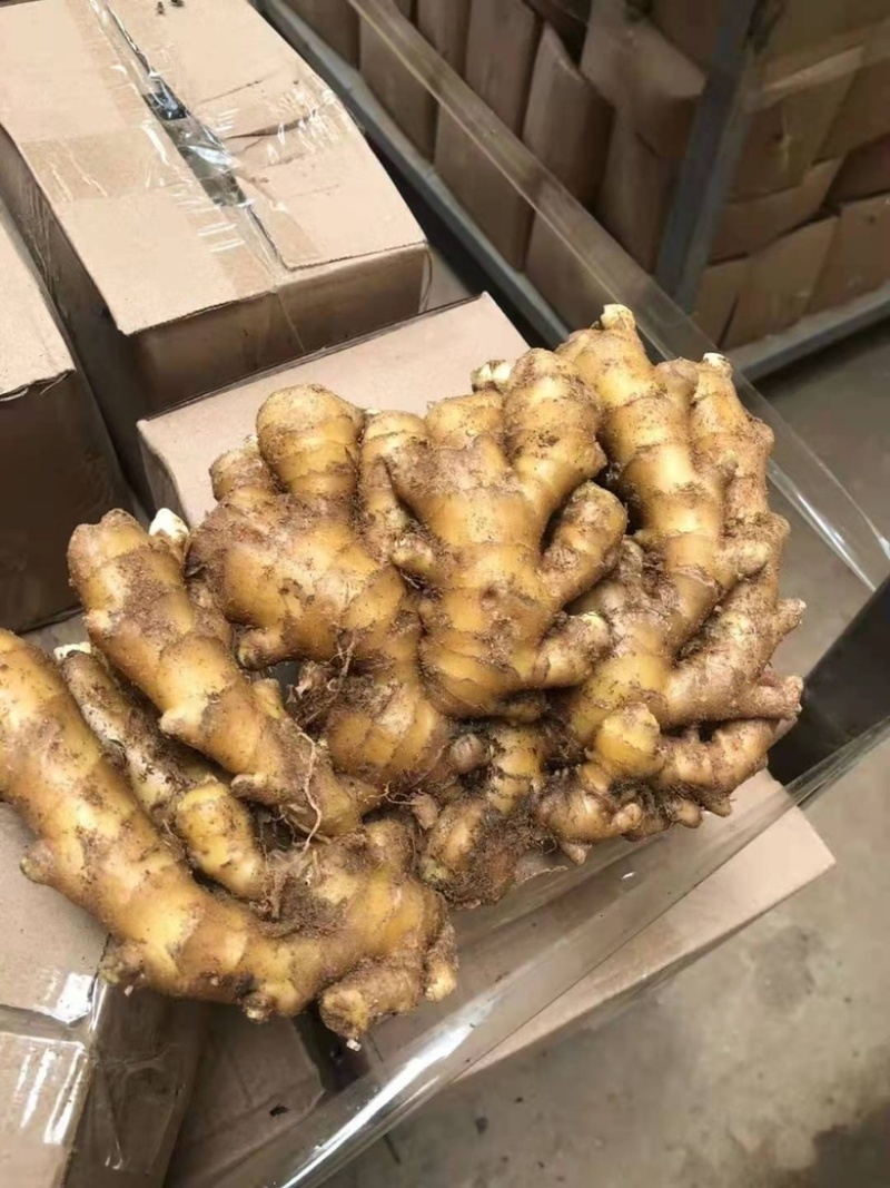山东窖藏大黄姜小黄姜货源充足全国发货质量保证，坏烂包赔