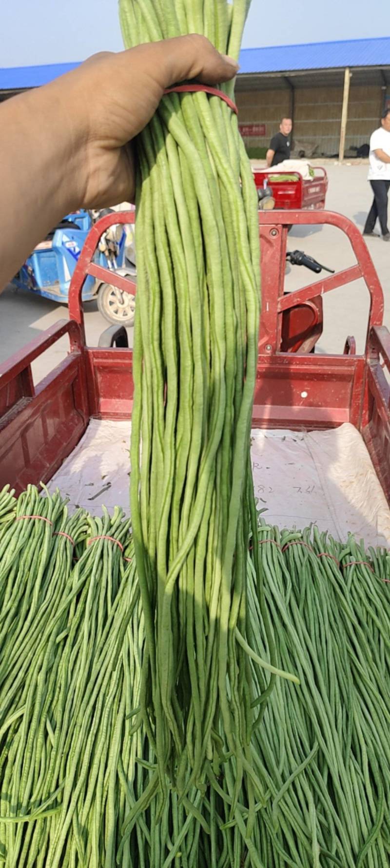 豆角大量上市。需要的老板电话联系。产地直发。代收代发。