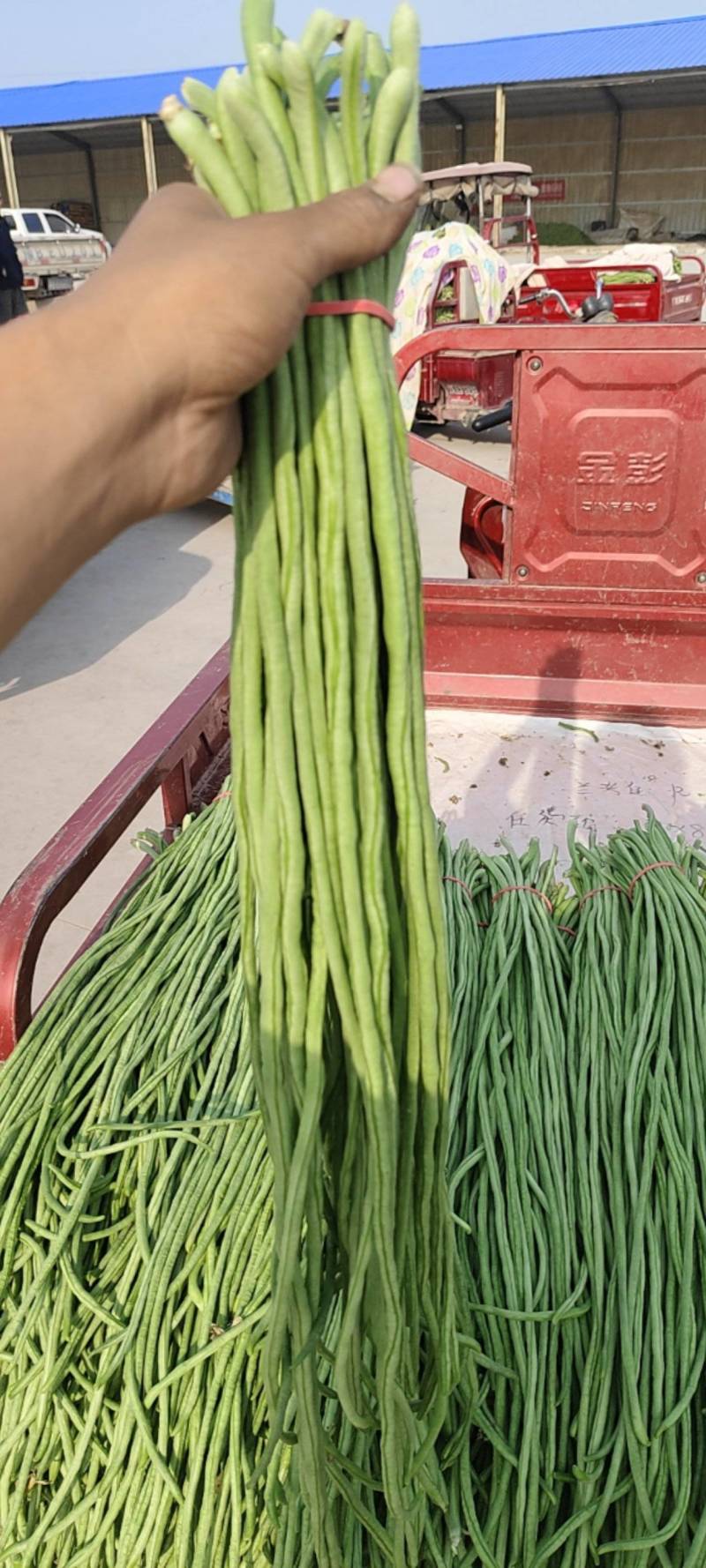 豆角大量上市。需要的老板电话联系。产地直发。代收代发。