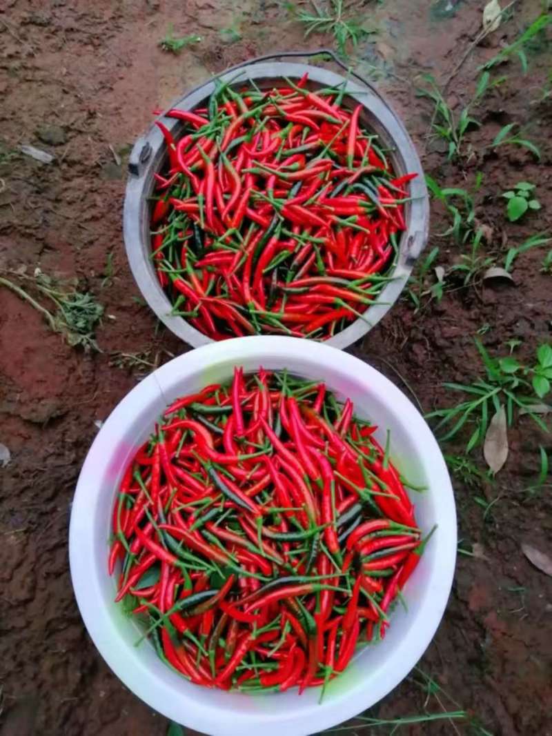 新鲜小米辣