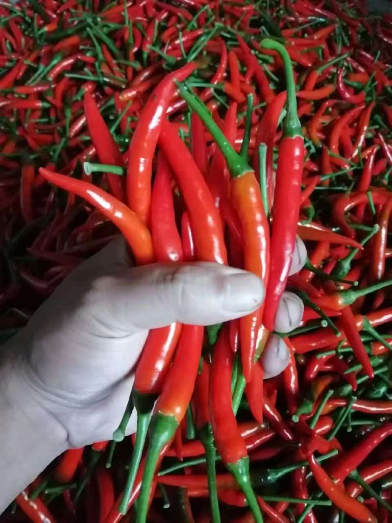 新鲜小米辣