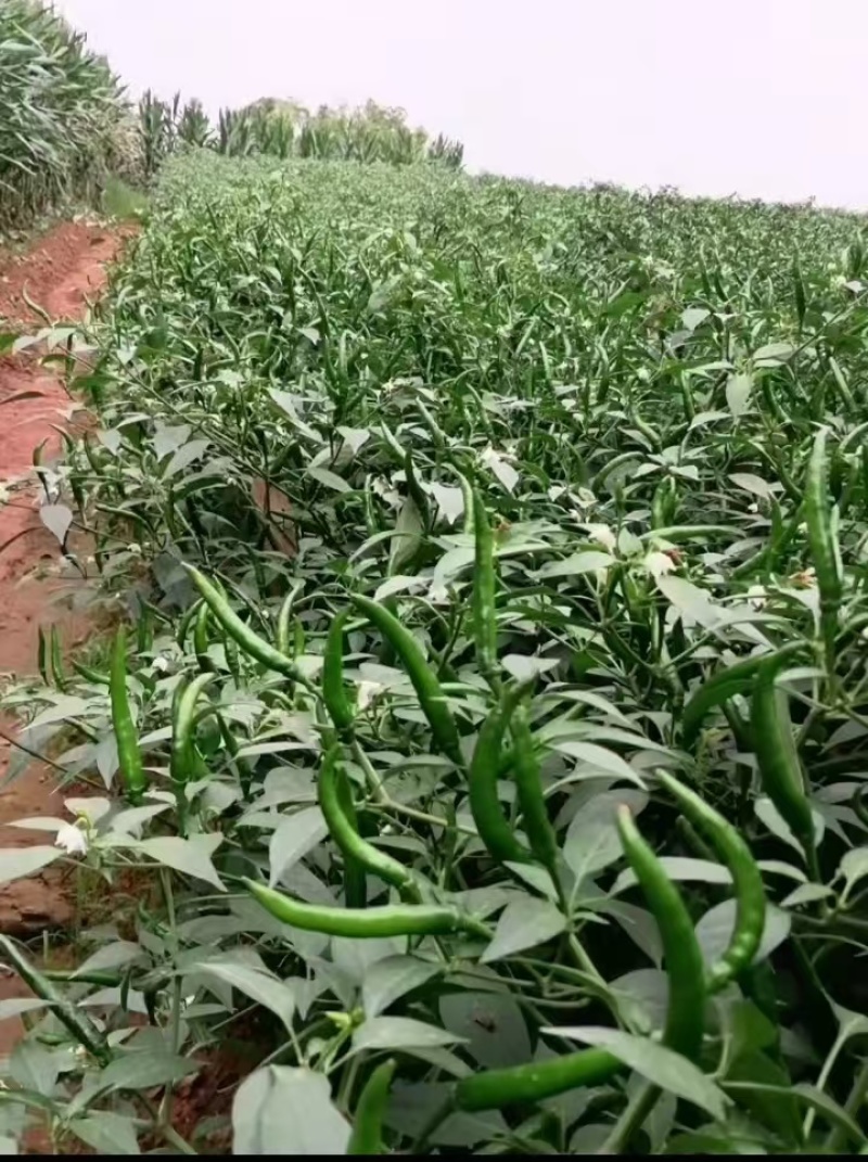 新鲜小米辣