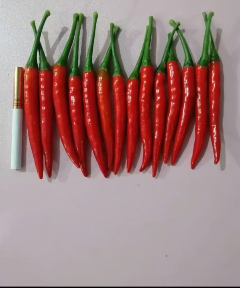 新鲜小米辣