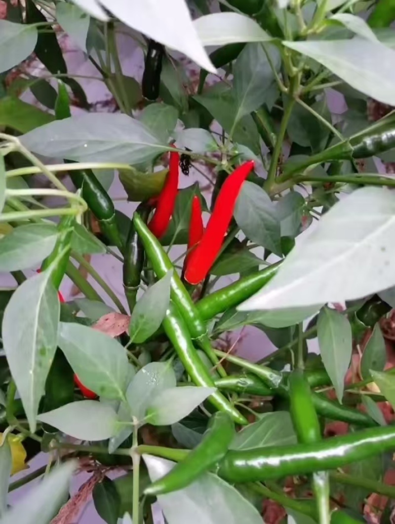 新鲜小米辣