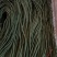 精品豆角，豇豆大量上市