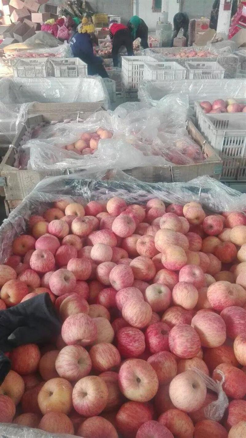冷库红富士苹果大量出售，货源充足保质保量支持电商市场超市