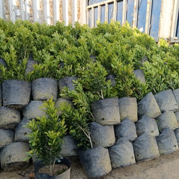 米兰/香水米兰/广东揭阳基地直销