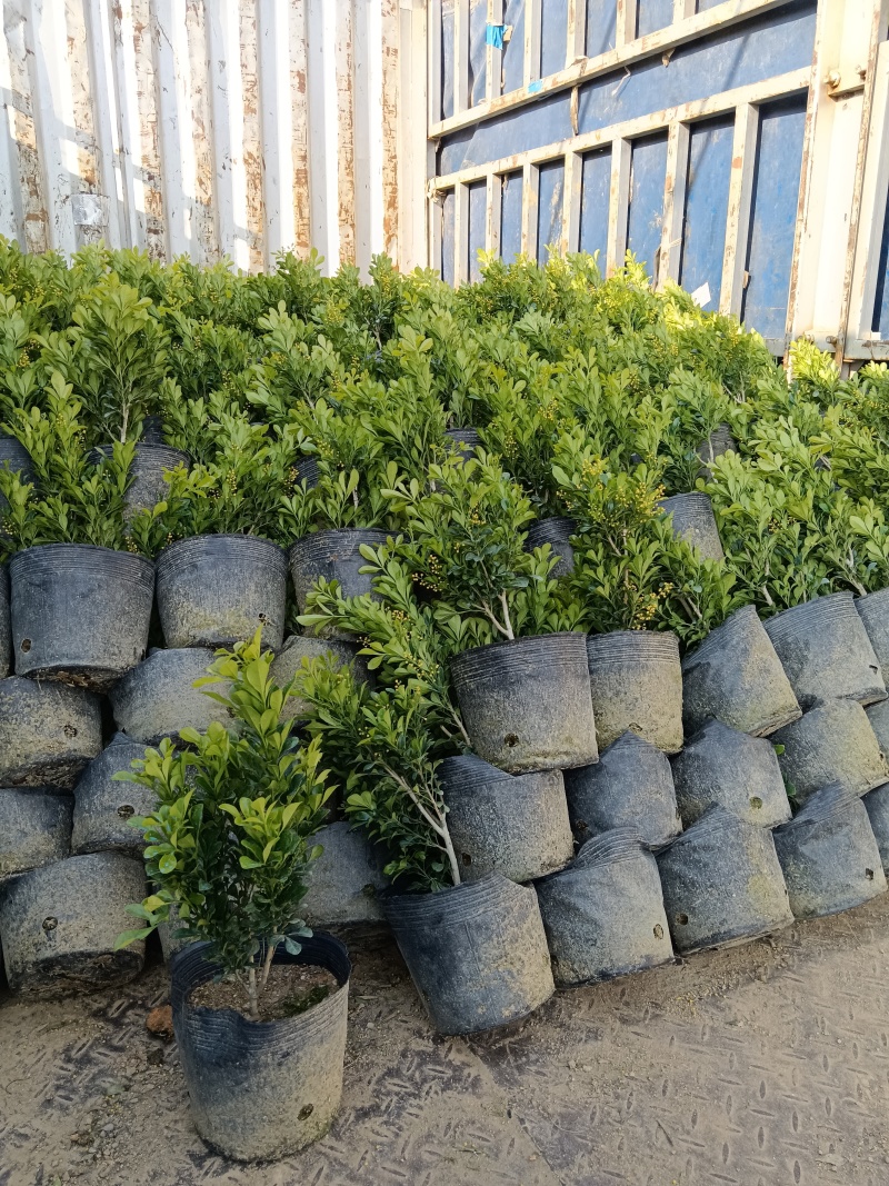 米兰/香水米兰/广东揭阳基地直销
