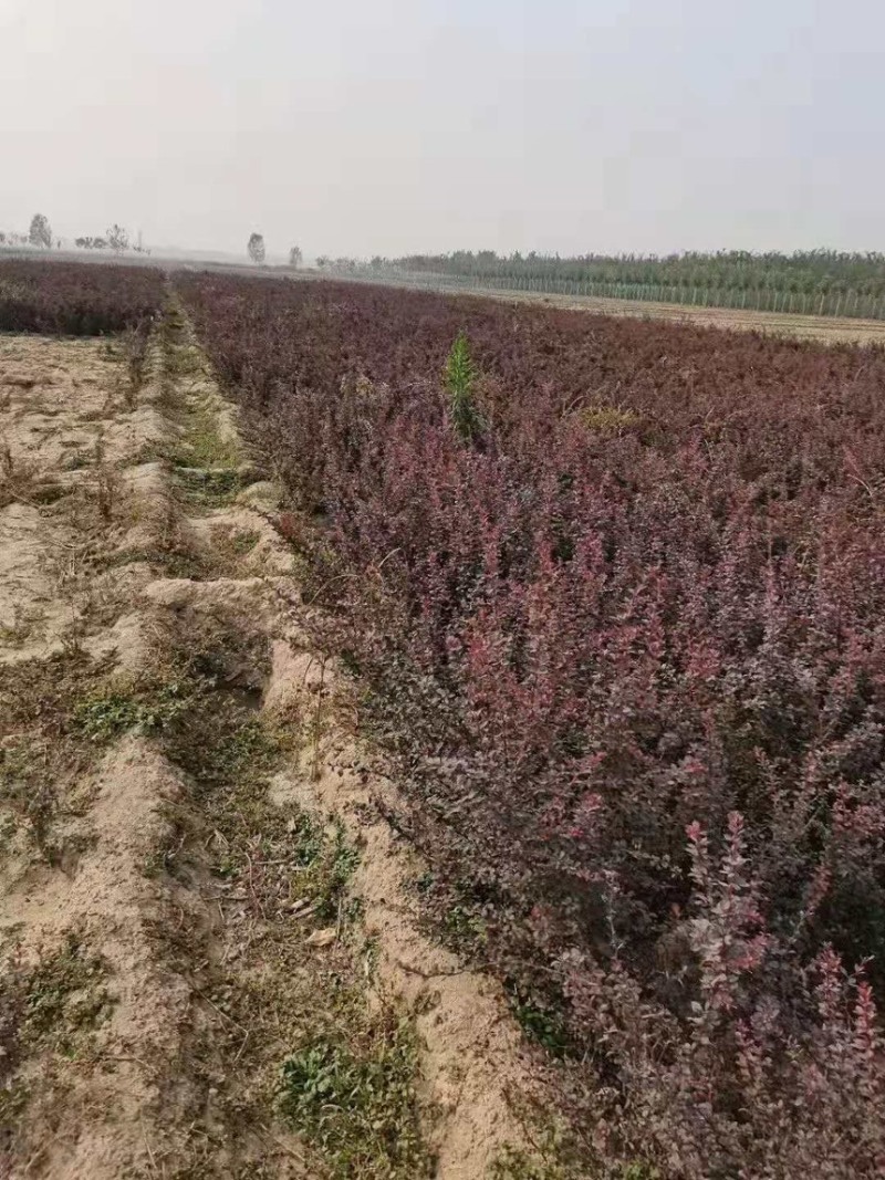 红叶小檗紫叶小檗小卜小波大量出售批发绿篱小苗