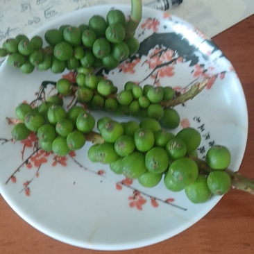 益智仁