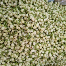 茉莉花花苞