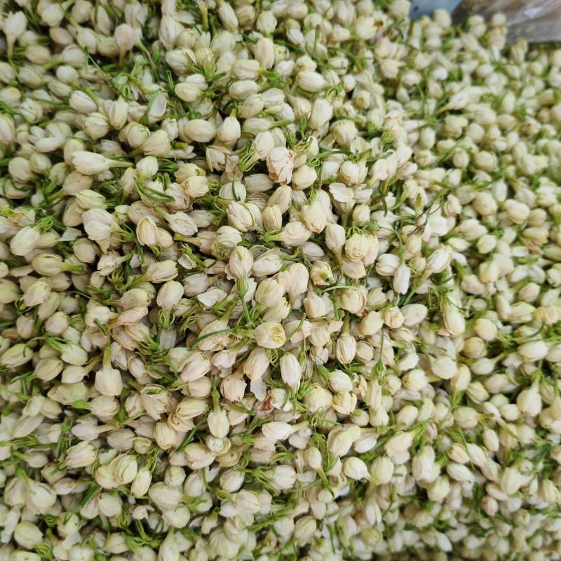 茉莉花花苞