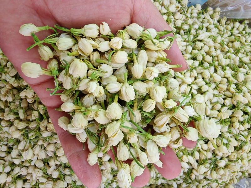 茉莉花花苞