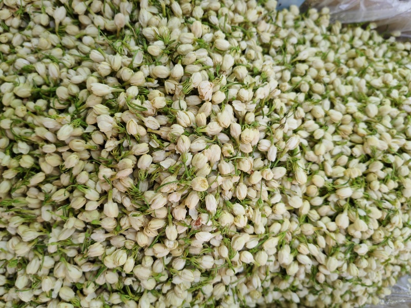 茉莉花花苞