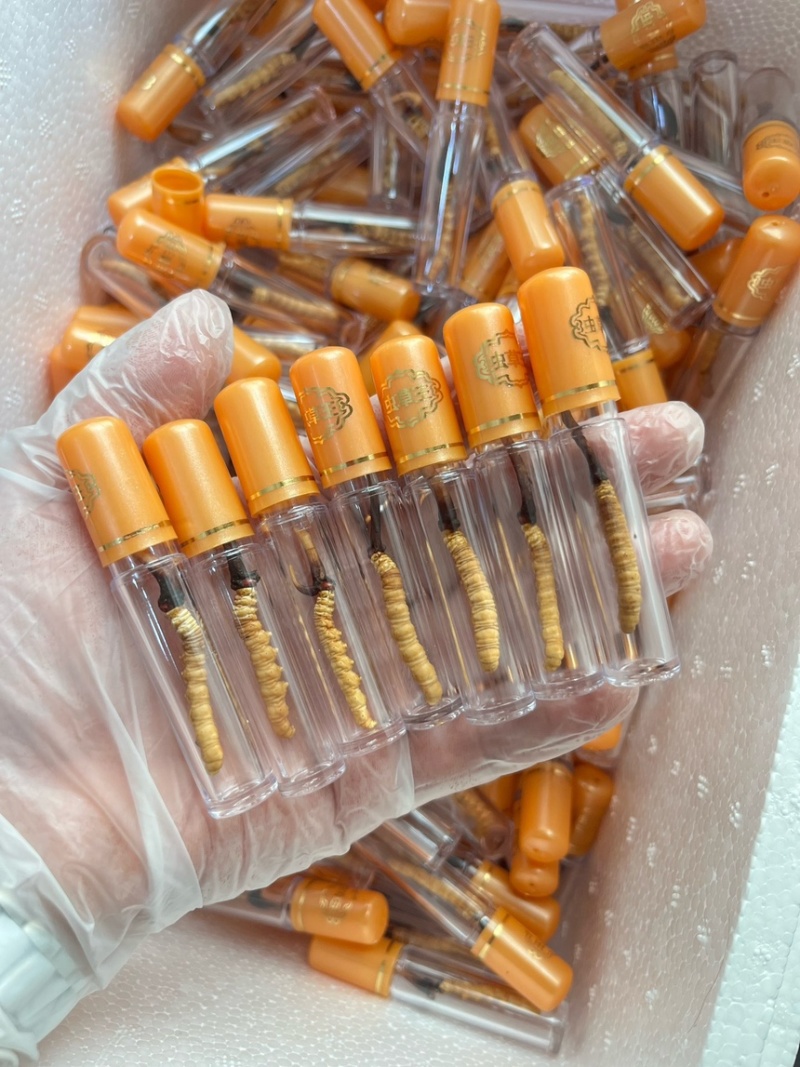 鲜虫草，产地直达，品质保证