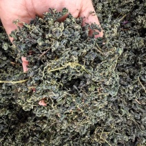绞股蓝甜绞股蓝泡茶