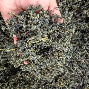 绞股蓝甜绞股蓝泡茶