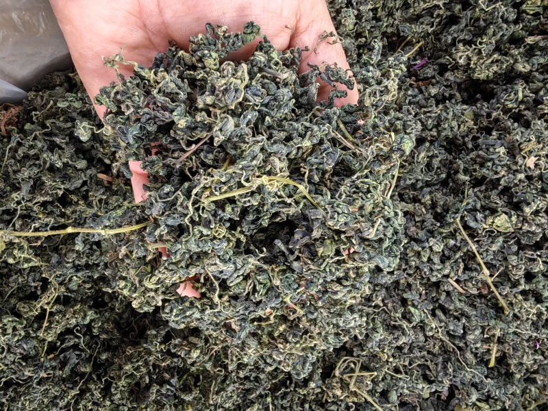 绞股蓝甜绞股蓝泡茶