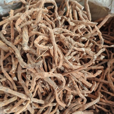 三白草